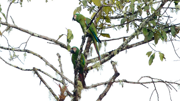 Chestnut-fronted Macaw (Ara severus)