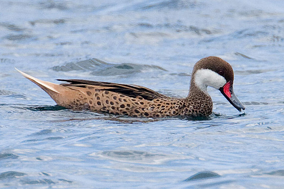 White-cheeked Pintail (Anas bahamensis) also known as Bahama Pintail
