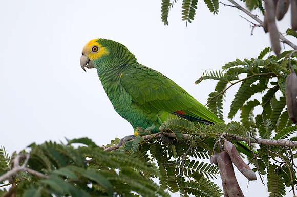 Yellow-shouldered Amazon (Amazona barbadensis) also known as Yellow-shouldered Parrot