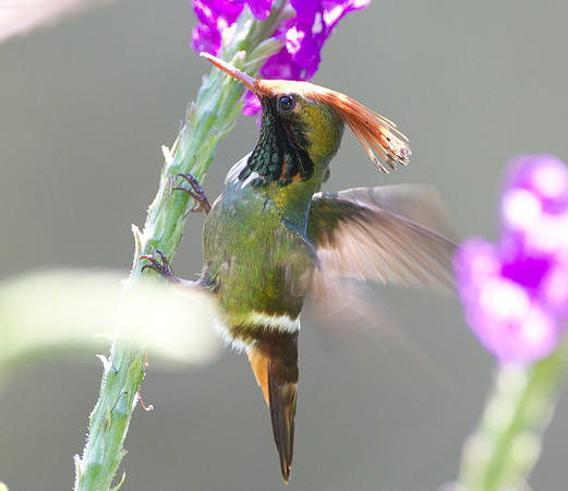Rufous-Crested Coquette (Lophornis delattrei) - male