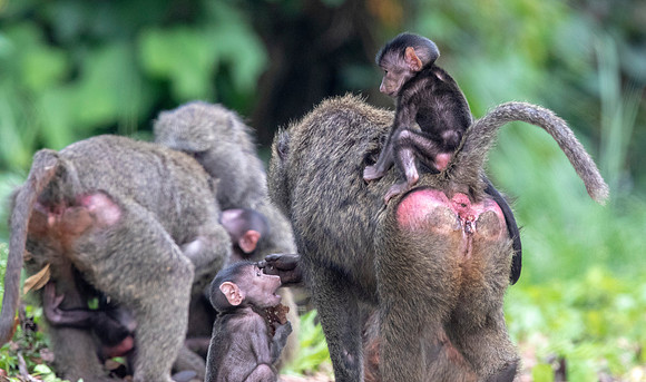 Olive baboon (Papio anubis)