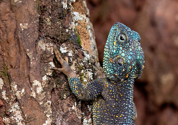 Blue-headed tree agama (canthocercus gregorii)