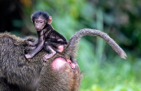 Olive baboon (Papio anubis)