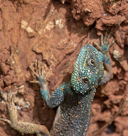Blue-headed tree agama (canthocercus gregorii)