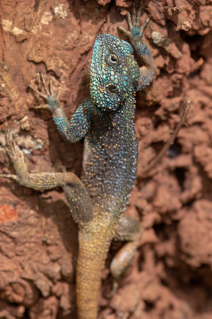 Blue-headed tree agama (canthocercus gregorii)