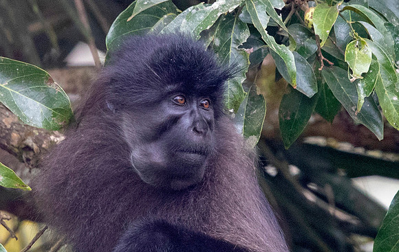 Uganda mangabey (Lophocebus ugandae)