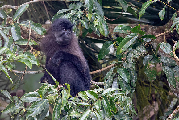 Uganda mangabey (Lophocebus ugandae)