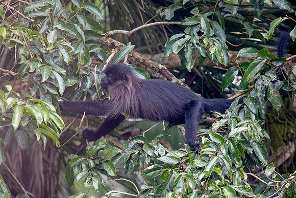Uganda mangabey (Lophocebus ugandae)