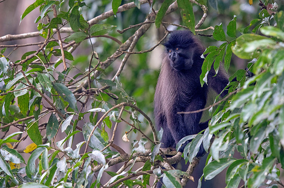 Uganda mangabey (Lophocebus ugandae)