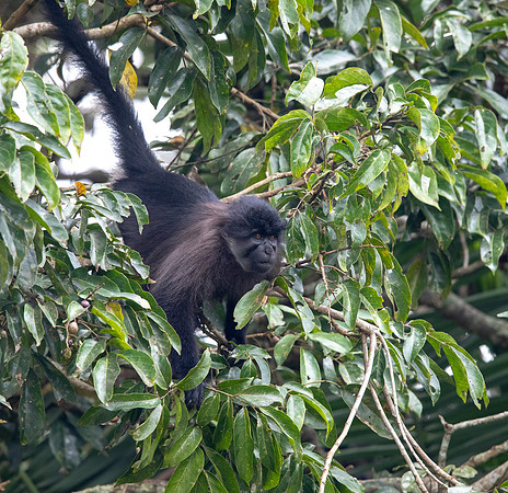 Uganda mangabey (Lophocebus ugandae)