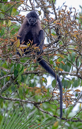 Uganda mangabey (Lophocebus ugandae)