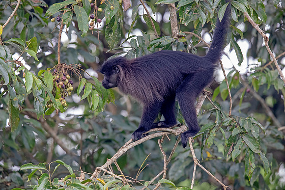 Uganda mangabey (Lophocebus ugandae)