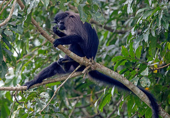 Uganda mangabey (Lophocebus ugandae)