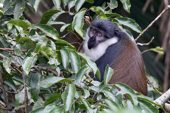 L'Hoest's monkey (Cercopithecus lhoesti)