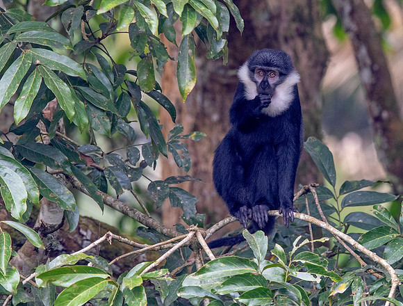 L'Hoest's monkey (Cercopithecus lhoesti)