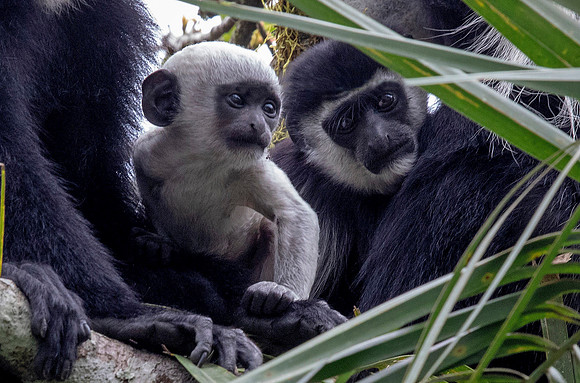Mantled guereza (Colobus guereza)