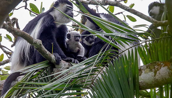 Mantled guereza (Colobus guereza)