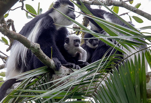 Mantled guereza (Colobus guereza)