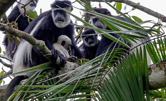Mantled guereza (Colobus guereza)