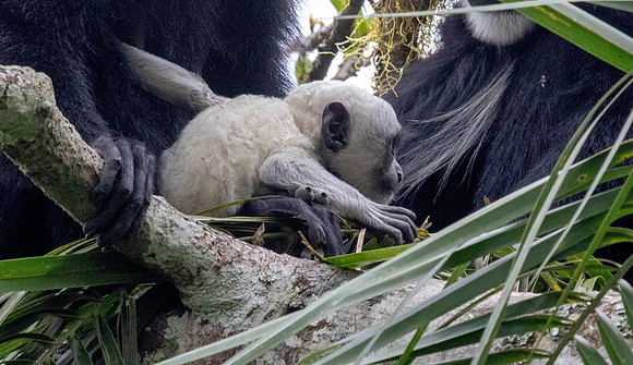 Mantled guereza (Colobus guereza)