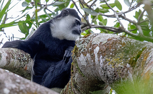 Mantled guereza (Colobus guereza)