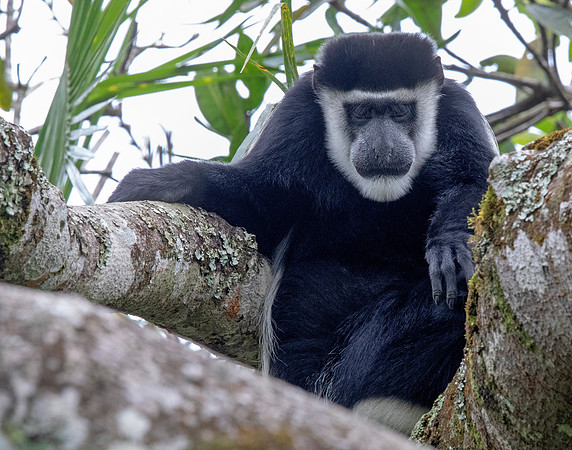 Mantled guereza (Colobus guereza)