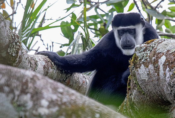 Mantled guereza (Colobus guereza)