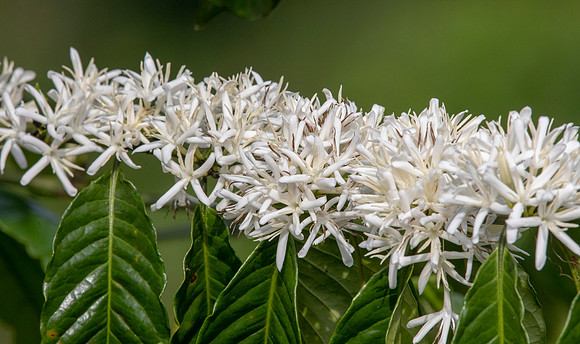 Coffee Flower