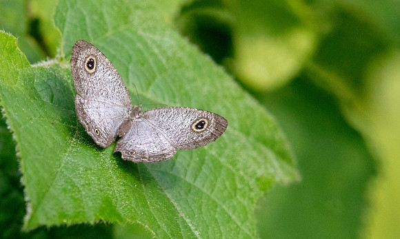 African Ringlet