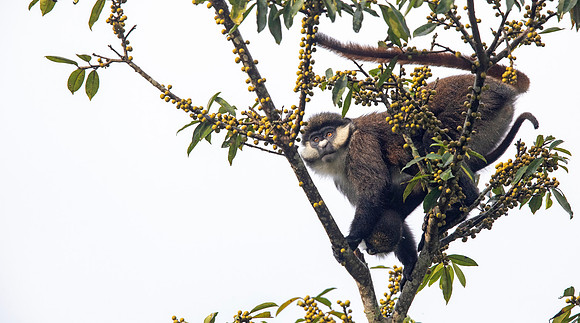 Red-tailed monkey (Cercopithecus ascanius)