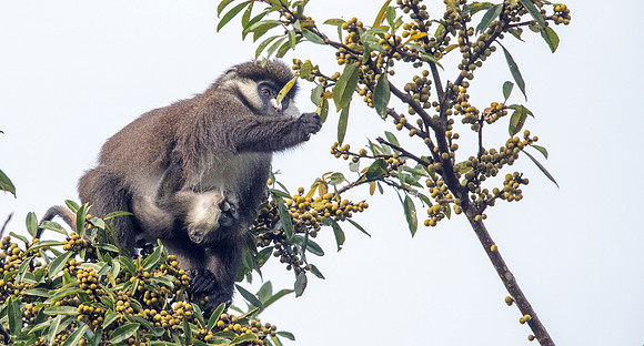 Red-tailed monkey (Cercopithecus ascanius)