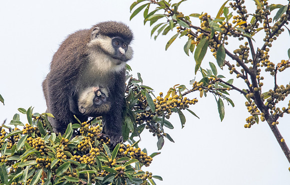 Red-tailed monkey (Cercopithecus ascanius)