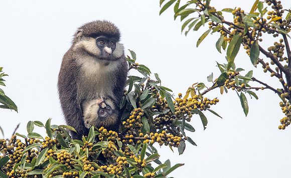 Red-tailed monkey (Cercopithecus ascanius)