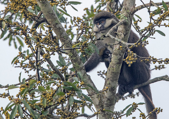 Red-tailed monkey (Cercopithecus ascanius)
