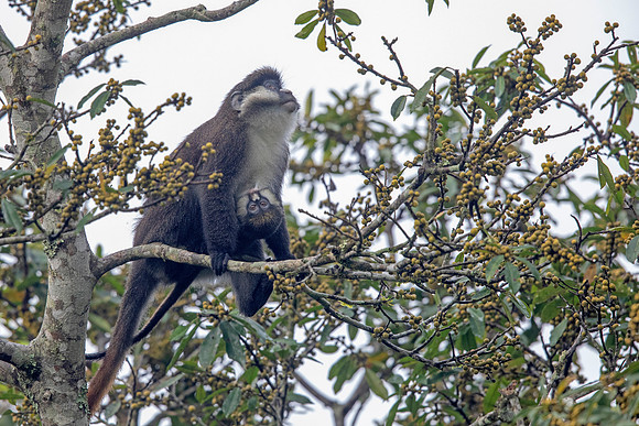 Red-tailed monkey (Cercopithecus ascanius)