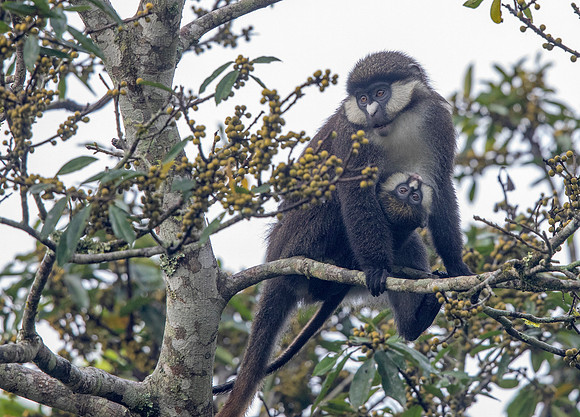 Red-tailed monkey (Cercopithecus ascanius)