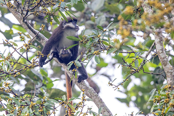 Red-tailed monkey (Cercopithecus ascanius)