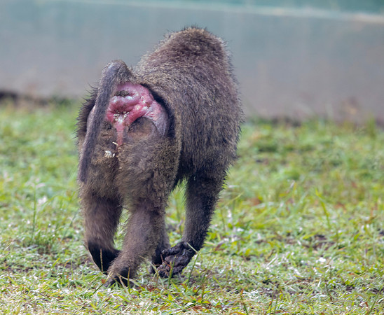 Olive baboon (Papio anubis)