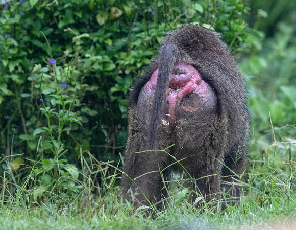 Olive baboon (Papio anubis)