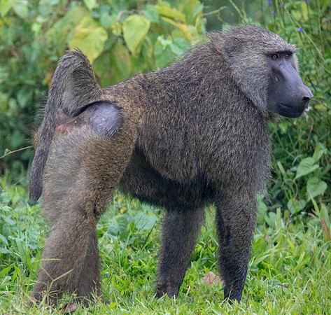 Olive baboon (Papio anubis)