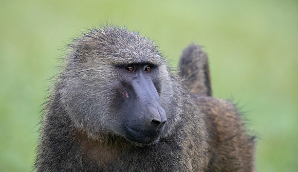 Olive baboon (Papio anubis)