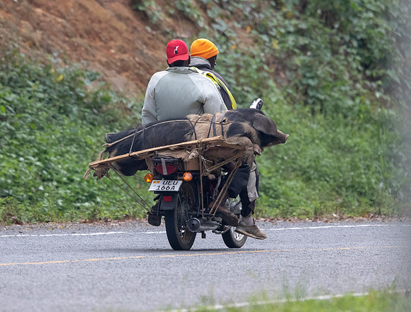 Pig on bike