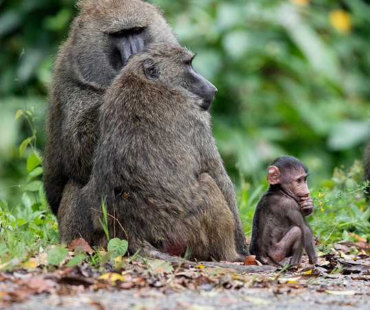 Olive baboon (Papio anubis)
