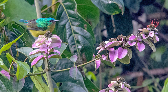 Collared sunbird, (Hedydipna collaris) ?