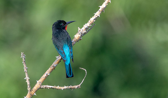 Black bee-eater (Merops gularis)