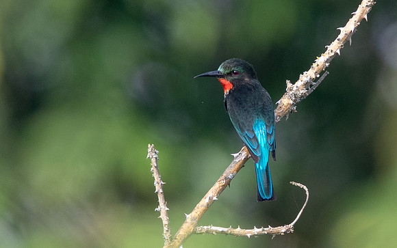 Black bee-eater (Merops gularis)