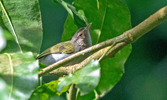 Slender-billed greenbul (Stelgidillas gracilirostris) ?