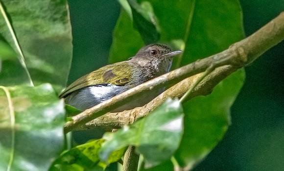 Slender-billed greenbul (Stelgidillas gracilirostris) ?