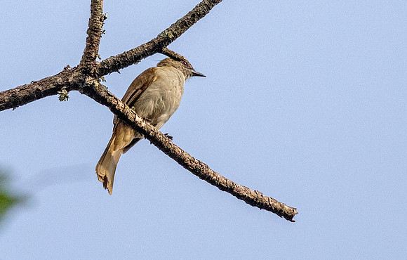 Slender-billed greenbul (Stelgidillas gracilirostris) ?