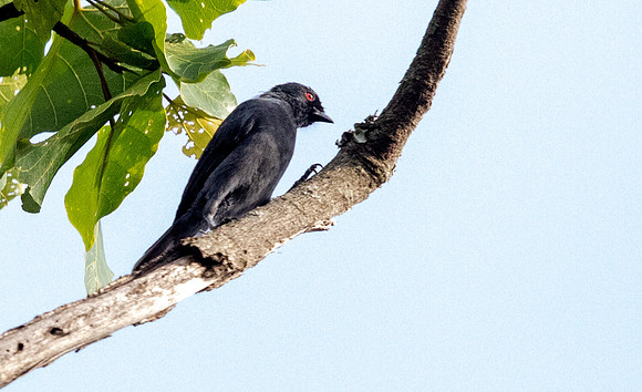 Dusky tit (Melaniparus funereus)